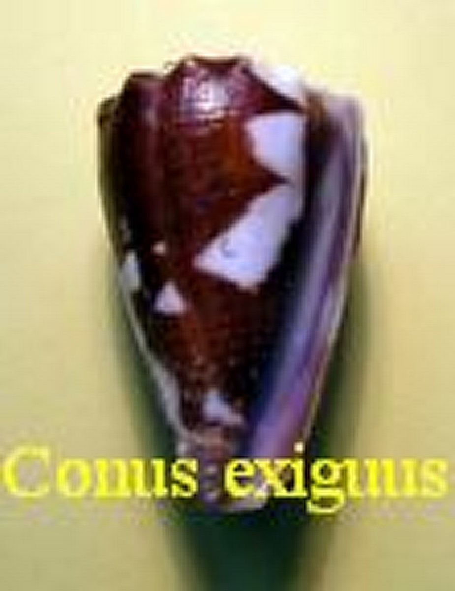 Conus exiguus, Lamarck 1810 (RKK 15)